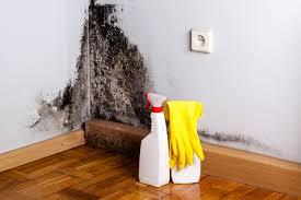 Why You Should Choose Our Mold Remediation Services in Snead, AL